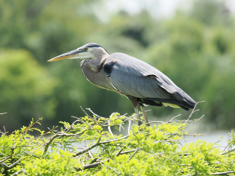 Who’s strutting the latest feathered fashion? Meet the great blue heron—proof that patience and poise never go out of style. Who’s strutting the latest feathered fashion? Meet the great blue heron—proof that patience and poise never go out of style.