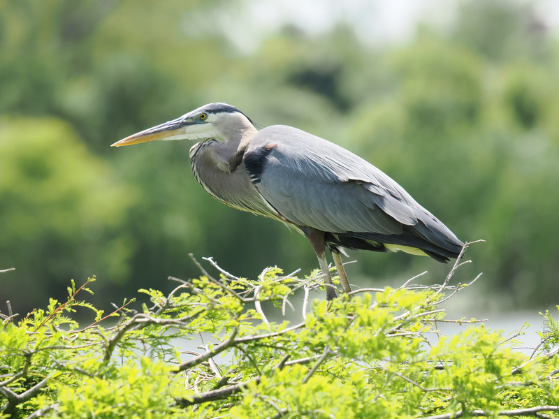 Ready for a crash course in elegance? This great blue heron proves that patience, poise, and a stunning profile never go out of style. Ready for a crash course in elegance? This great blue heron proves that patience, poise, and a stunning profile never go out of style.