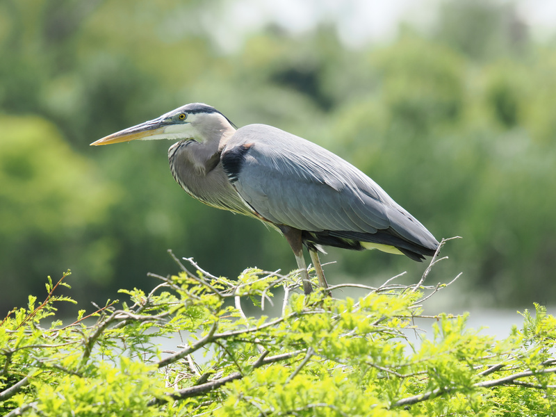 Ready for a fashion lesson from the great blue heron? Striking a pose and serving fierce looks—all in a day’s work for nature’s runway star. Ready for a fashion lesson from the great blue heron? Striking a pose and serving fierce looks—all in a day’s work for nature’s runway star.