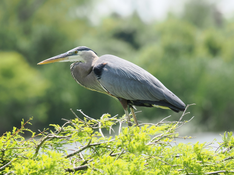 Ready for a little birdie wisdom? This great blue heron proves that style and patience never go out of fashion. Sometimes the best things come to those who wait… in the treetops! Ready for a little birdie wisdom? This great blue heron proves that style and patience never go out of fashion. Sometimes the best things come to those who wait… in the treetops!