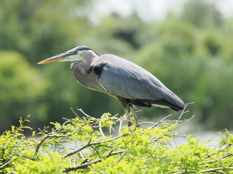 Ready for takeoff or just striking a pose? This Great Blue Heron knows how to stand out in the wild—poised, patient, and always picture-perfect. Ready for takeoff or just striking a pose? This Great Blue Heron knows how to stand out in the wild—poised, patient, and always picture-perfect.