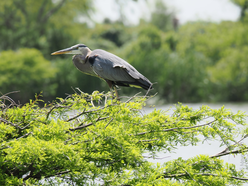 Talk about a bird’s eye view! The great blue heron knows that the best seats in the house come with a side of sunshine and a splash of serenity. Talk about a bird’s eye view! The great blue heron knows that the best seats in the house come with a side of sunshine and a splash of serenity.