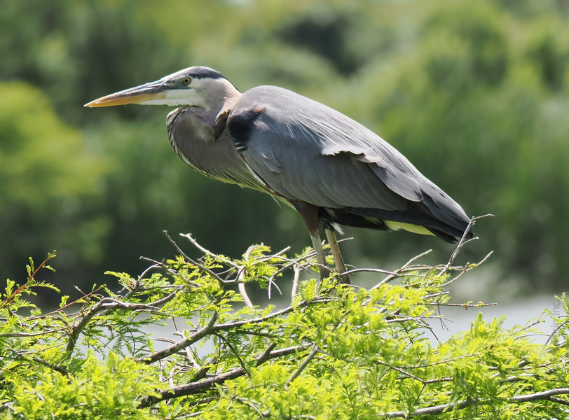 Caught mid-stalk! This great blue heron is the original master of patience—because sometimes, the best things in life really do come to those who wait (very, very still). Caught mid-stalk! This great blue heron is the original master of patience—because sometimes, the best things in life really do come to those who wait (very, very still).