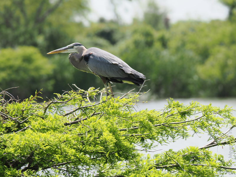 Ready for a masterclass in patience? This great blue heron turns birdwatching into an art form—waiting for the perfect moment is kind of its thing. Ready for a masterclass in patience? This great blue heron turns birdwatching into an art form—waiting for the perfect moment is kind of its thing.