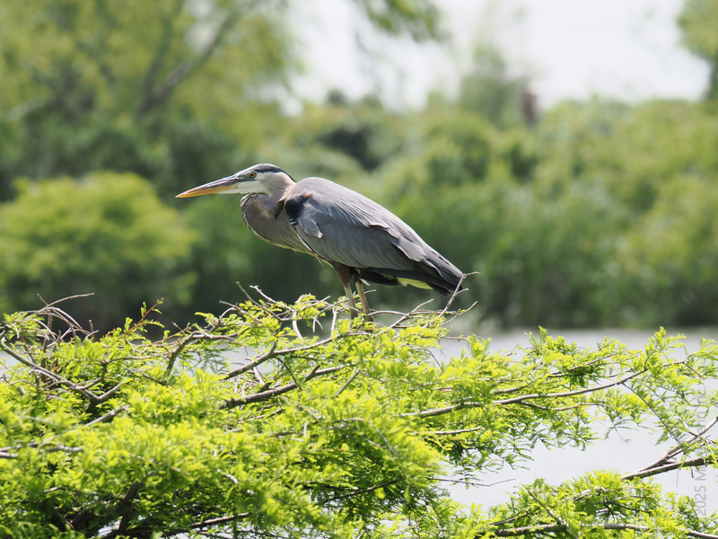 Feeling blue? So is this Great Blue Heron—master of chill and king of serene views. Sometimes, you just need to perch and soak in the day. Feeling blue? So is this Great Blue Heron—master of chill and king of serene views. Sometimes, you just need to perch and soak in the day.