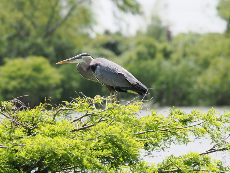 Want to see patience in action? Watch this great blue heron nail the art of stillness—sometimes standing tall is all you need to make a splash. Want to see patience in action? Watch this great blue heron nail the art of stillness—sometimes standing tall is all you need to make a splash.