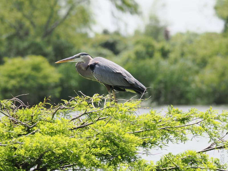 Ever seen a Great Blue Heron nail the art of stillness? This bird’s patience game is strong—out here fishing, not rushing, just winning at lake life. Ever seen a Great Blue Heron nail the art of stillness? This bird’s patience game is strong—out here fishing, not rushing, just winning at lake life.
