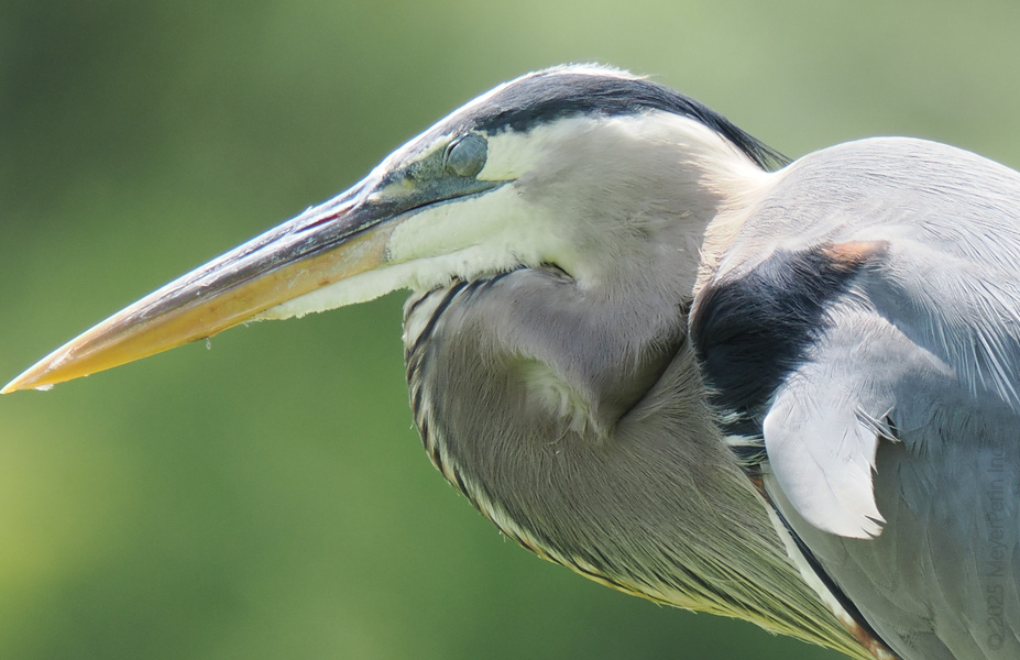 Blink and you’ll miss it—this Great Blue Heron is proof that elegance and patience go hand in wing. Ready to out-stare your Monday mood! Blink and you’ll miss it—this Great Blue Heron is proof that elegance and patience go hand in wing. Ready to out-stare your Monday mood!