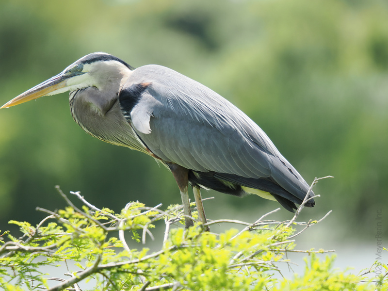 Ready for my close-up! This Great Blue Heron proves that patience and a sharp eye are a winning combo—nature’s top model, always dressed to impress. Ready for my close-up! This Great Blue Heron proves that patience and a sharp eye are a winning combo—nature’s top model, always dressed to impress.