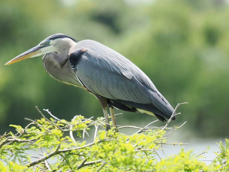Ready for lift-off or just enjoying the view? This great blue heron proves that patience isn’t just a virtue—it’s a lifestyle. Ready for lift-off or just enjoying the view? This great blue heron proves that patience isn’t just a virtue—it’s a lifestyle.