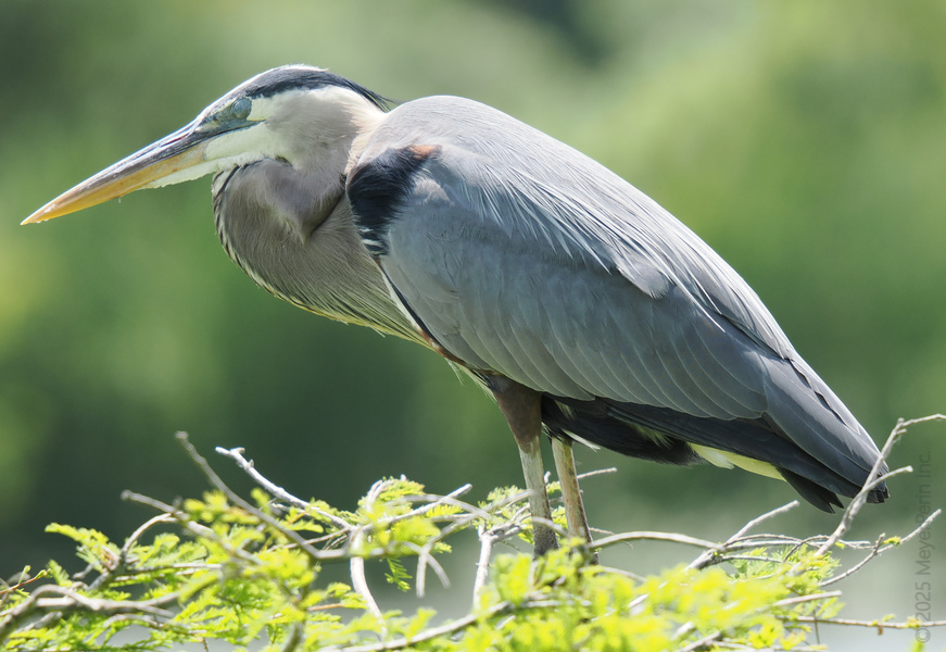 When you’re as poised as this Great Blue Heron, every branch is a runway. Nature’s fashion icon just landed—who says wetlands can’t have style? When you’re as poised as this Great Blue Heron, every branch is a runway. Nature’s fashion icon just landed—who says wetlands can’t have style?