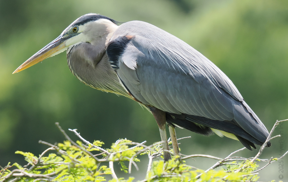 Ready for my close-up! This Great Blue Heron is proof that elegance never goes out of style—especially when you rock feathers like these. Ready for my close-up! This Great Blue Heron is proof that elegance never goes out of style—especially when you rock feathers like these.