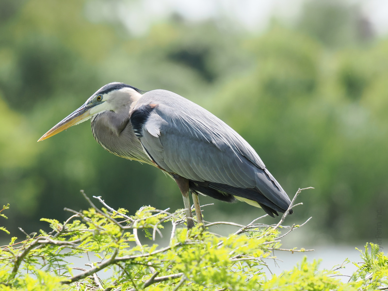 A bird with this much poise must be onto something. The great blue heron knows patience is key—whether you’re fishing or just waiting for your next big break. A bird with this much poise must be onto something. The great blue heron knows patience is key—whether you’re fishing or just waiting for your next big break.