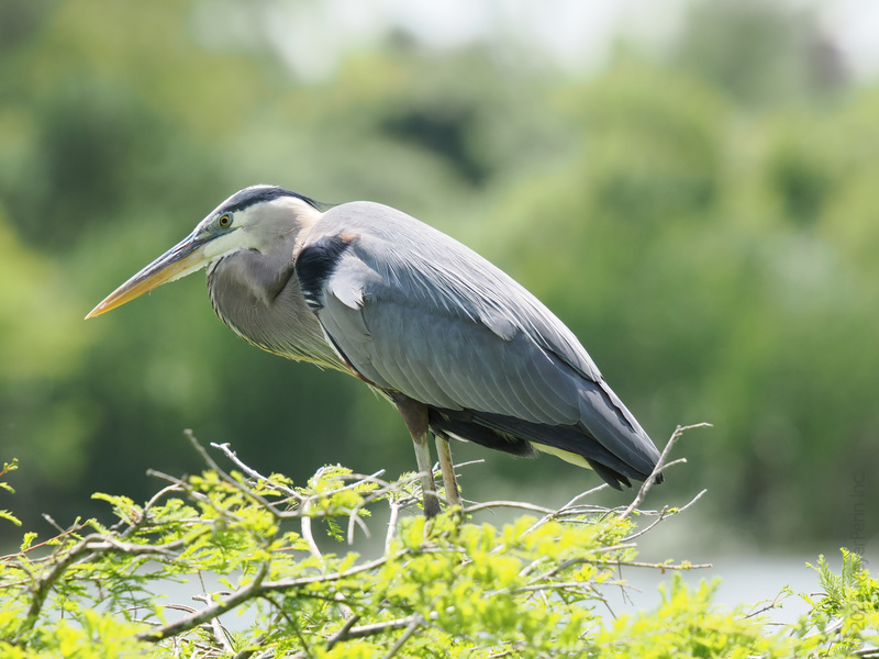 Ready to strike a pose? This Great Blue Heron knows patience is key—whether you’re fishing for dinner or just fishing for compliments. Ready to strike a pose? This Great Blue Heron knows patience is key—whether you’re fishing for dinner or just fishing for compliments.