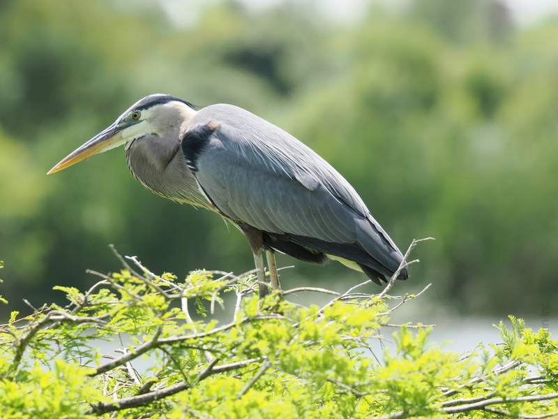 Ready for a lesson in patience? This Great Blue Heron has mastered the art of waiting—and looking effortlessly cool while doing it. Ready for a lesson in patience? This Great Blue Heron has mastered the art of waiting—and looking effortlessly cool while doing it.