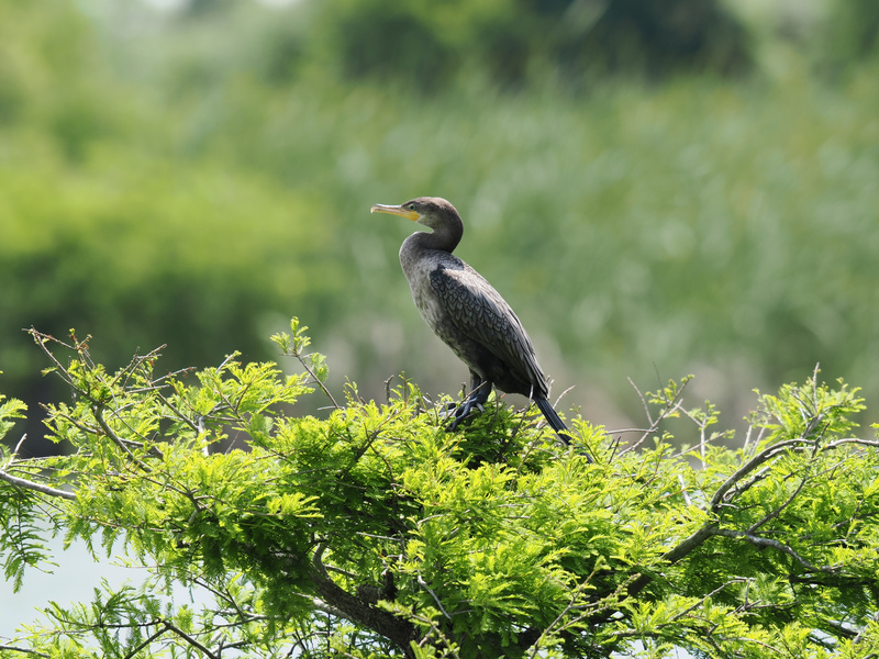 Who needs WiFi when you’ve got views like this? The cormorant knows the best seat is always high above the crowd. Nature’s penthouse, anyone? Who needs WiFi when you’ve got views like this? The cormorant knows the best seat is always high above the crowd. Nature’s penthouse, anyone?