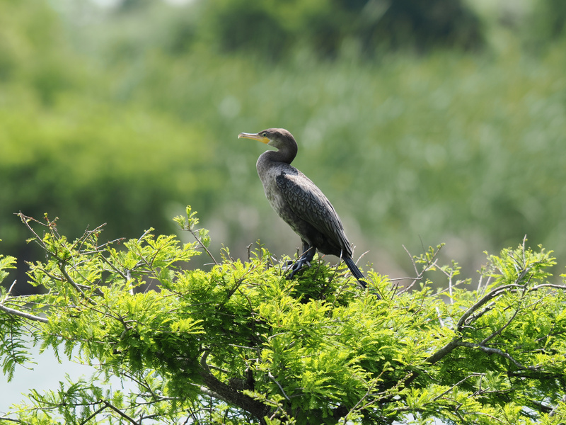 Who ordered the deluxe penthouse view? This cormorant knows that success is all about finding the perfect perch and soaking up the spotlight. Who ordered the deluxe penthouse view? This cormorant knows that success is all about finding the perfect perch and soaking up the spotlight.
