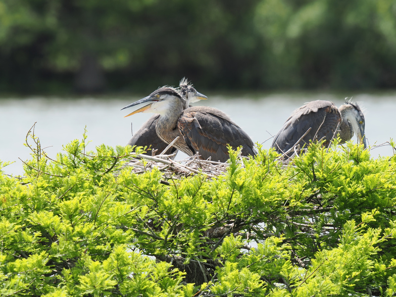 Sibling rivalry, but make it feathery! These young Great Blue Herons prove that every nest has its drama—even in the treetops. Sibling rivalry, but make it feathery! These young Great Blue Herons prove that every nest has its drama—even in the treetops.