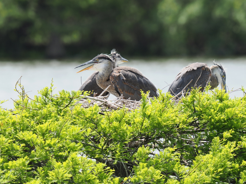 Did someone say “room service”? These young Great Blue Herons know the nest is where all the best snacks—and sibling gossip—happen. Did someone say “room service”? These young Great Blue Herons know the nest is where all the best snacks—and sibling gossip—happen.