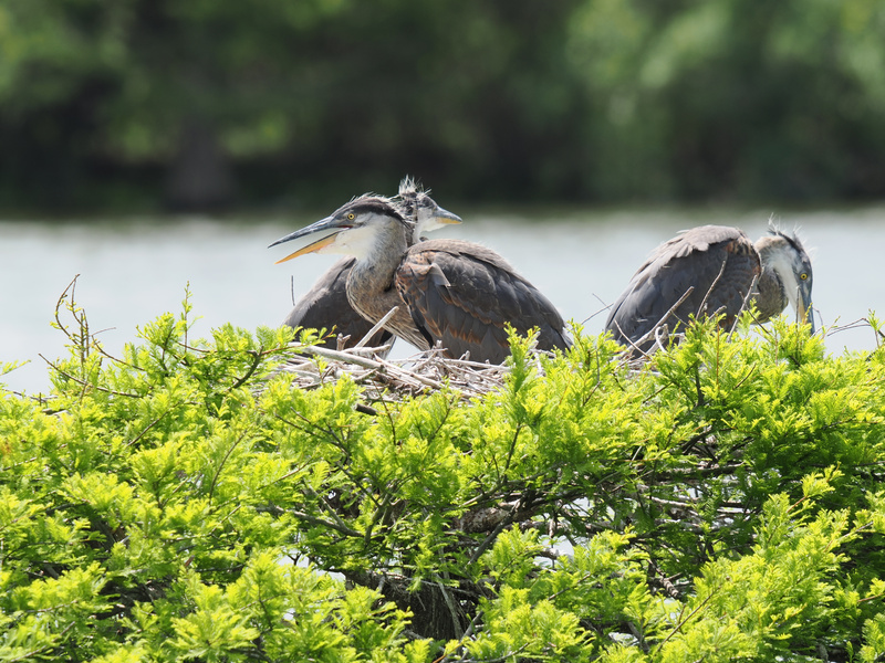 Feeling nesty? These young great blue herons are mastering the art of lounging while waiting for lunch to fly in—parenting goals, feathered edition. Feeling nesty? These young great blue herons are mastering the art of lounging while waiting for lunch to fly in—parenting goals, feathered edition.