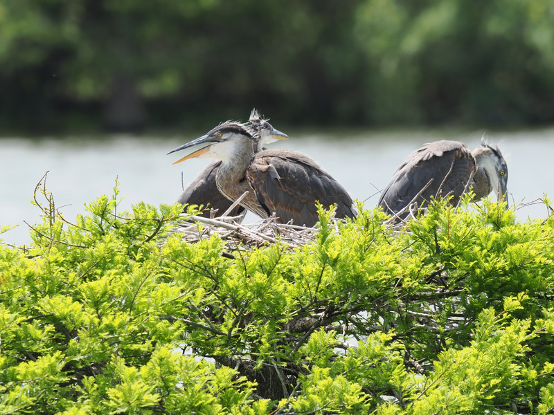 Sibling rivalry, but make it feathery—these young Great Blue Herons know how to rule the nest in style. Growing up on the waterfront has never looked so chic! Sibling rivalry, but make it feathery—these young Great Blue Herons know how to rule the nest in style. Growing up on the waterfront has never looked so chic!