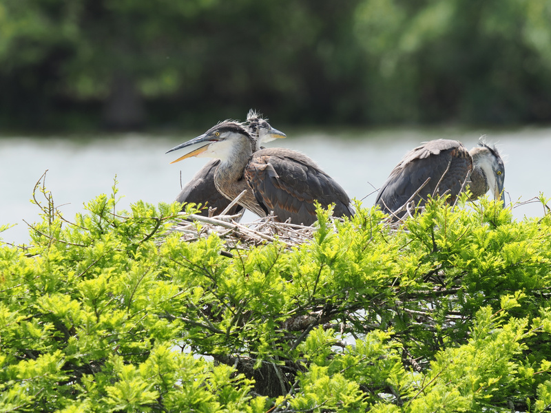 Ready for your daily dose of hair-raising cuteness? These young herons are just winging it—nest style, sibling squabbles included. Ready for your daily dose of hair-raising cuteness? These young herons are just winging it—nest style, sibling squabbles included.