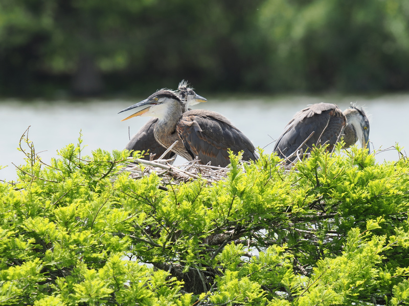 Ready for takeoff—these young Great Blue Herons are practicing their best “nest hair, don’t care” look before their big flight into the world! Ready for takeoff—these young Great Blue Herons are practicing their best “nest hair, don’t care” look before their big flight into the world!