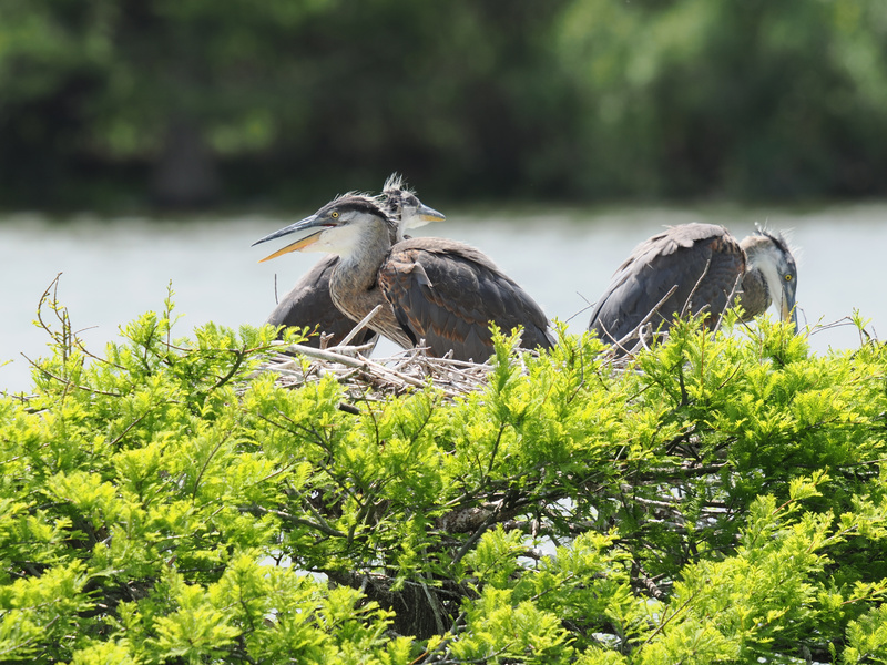 Nest goals unlocked: these Great Blue Herons are serving up sibling style and peak hangout vibes right on the waterfront. Who’s bringing the fish? Nest goals unlocked: these Great Blue Herons are serving up sibling style and peak hangout vibes right on the waterfront. Who’s bringing the fish?