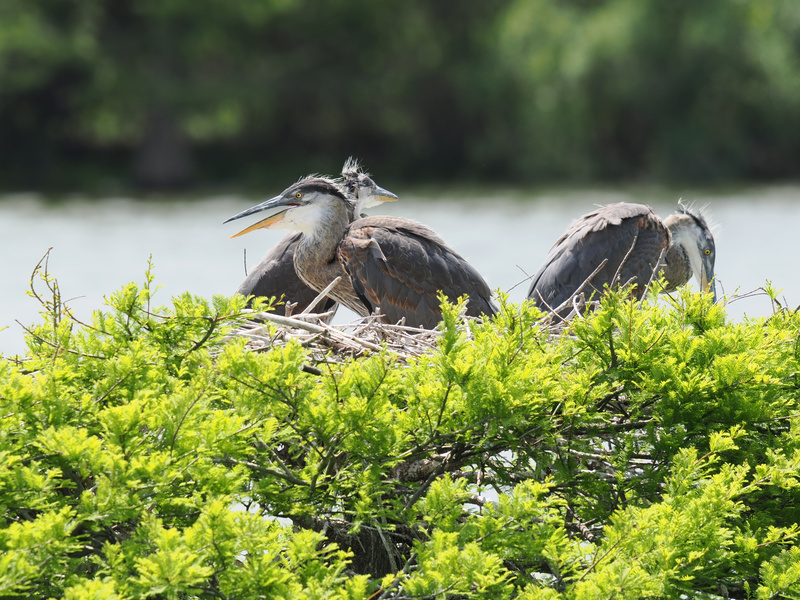Who needs brunch plans when you’ve got a heron nest party? These Great Blue Herons know the best seat is always on the nest—prime lake views included. Who needs brunch plans when you’ve got a heron nest party? These Great Blue Herons know the best seat is always on the nest—prime lake views included.