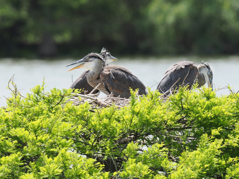 Caught mid-gossip, these Great Blue Herons know the best stories are shared in the nest. Who’s ready for the latest lakeside scoop? Caught mid-gossip, these Great Blue Herons know the best stories are shared in the nest. Who’s ready for the latest lakeside scoop?