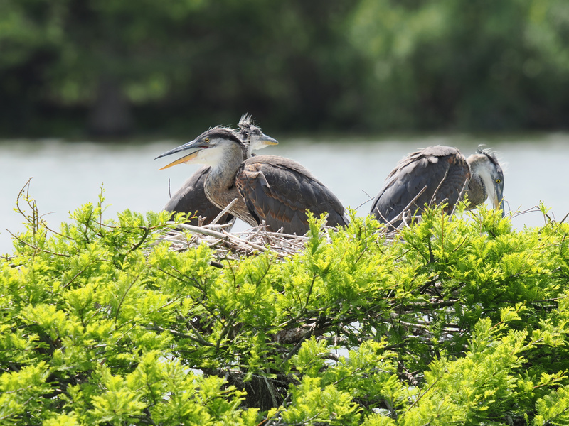 When your siblings steal your spot but you’re still the star—Great Blue Heron drama is always the best nest reality TV! When your siblings steal your spot but you’re still the star—Great Blue Heron drama is always the best nest reality TV!