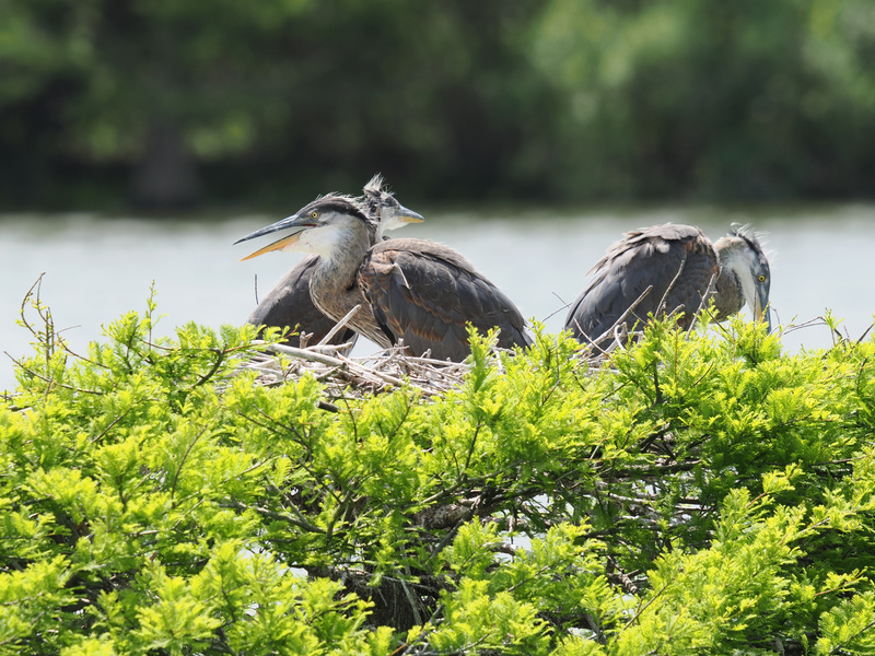 Ever seen a blue heron family meeting? Sibling squabbles, wild hair, and all the nest drama—nature’s reality show, streaming live from the treetops. Ever seen a blue heron family meeting? Sibling squabbles, wild hair, and all the nest drama—nature’s reality show, streaming live from the treetops.