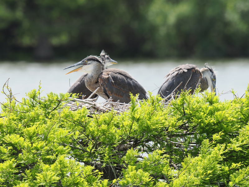 Nestflix is streaming live—with a star-studded cast of Great Blue Herons and plenty of drama for your binge-watching pleasure. Who needs TV when nature’s this entertaining? Nestflix is streaming live—with a star-studded cast of Great Blue Herons and plenty of drama for your binge-watching pleasure. Who needs TV when nature’s this entertaining?