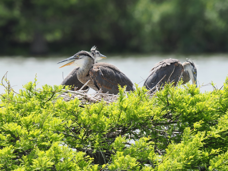 Ready for a little nest drama? These young Great Blue Herons are perfecting the art of sibling rivalry—feathers may fly, but family is always in style. Ready for a little nest drama? These young Great Blue Herons are perfecting the art of sibling rivalry—feathers may fly, but family is always in style.