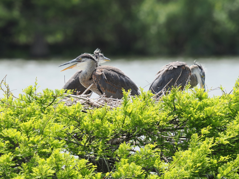 Ever seen a blue heron family meeting? Spoiler: there’s a lot of squawking and fabulous feather styles—all in the comfort of their nest with a view. Ever seen a blue heron family meeting? Spoiler: there’s a lot of squawking and fabulous feather styles—all in the comfort of their nest with a view.