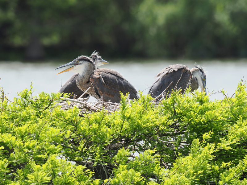 These young great blue herons are giving serious “roommates in the nest” energy. Who says sibling rivalry can’t be feathery and fabulous? These young great blue herons are giving serious “roommates in the nest” energy. Who says sibling rivalry can’t be feathery and fabulous?
