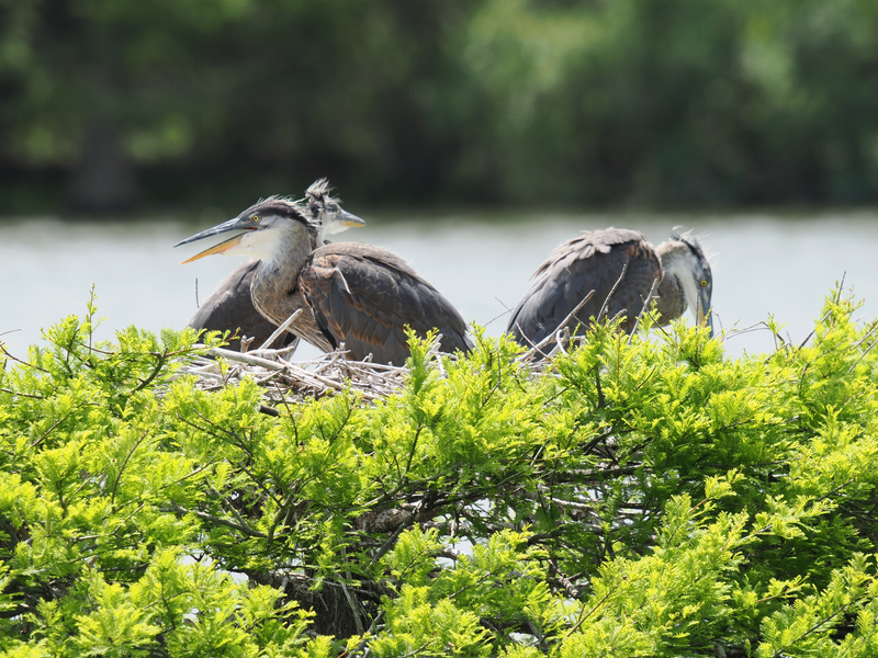 Sibling rivalry hits new heights—these young Great Blue Herons are staking claims and stretching wings in their leafy penthouse. Breakfast in bed, anyone? Sibling rivalry hits new heights—these young Great Blue Herons are staking claims and stretching wings in their leafy penthouse. Breakfast in bed, anyone?
