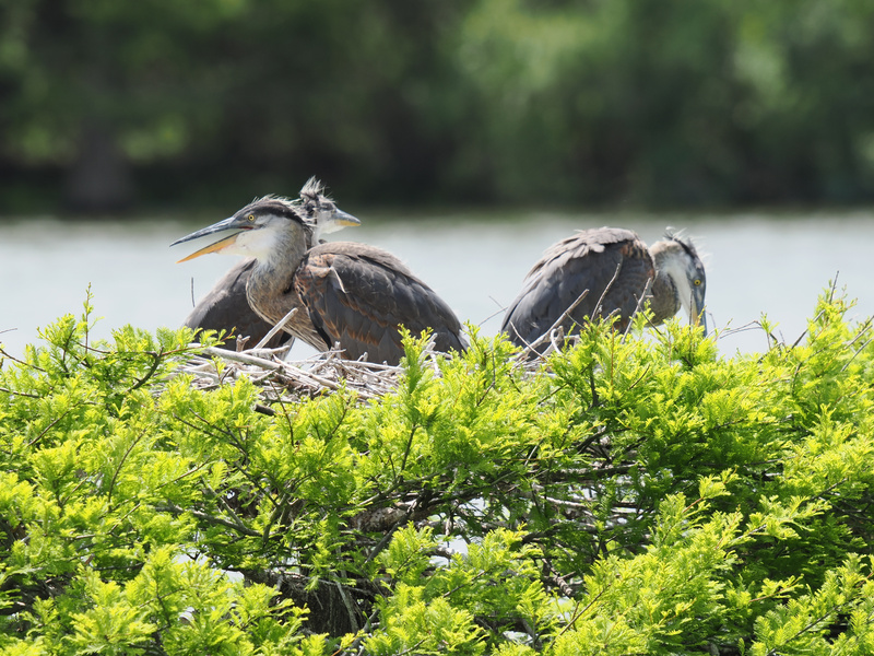 Sibling rivalry, but make it feathery—these Great Blue Herons know there’s no place like nest! Who gets first dibs on brunch, though? Sibling rivalry, but make it feathery—these Great Blue Herons know there’s no place like nest! Who gets first dibs on brunch, though?