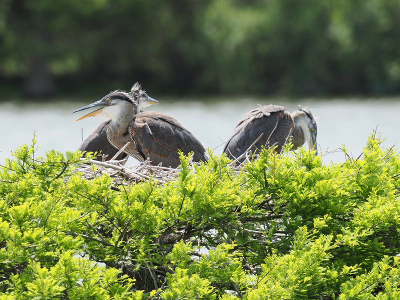 Move over, brunch—these young great blue herons know how to do nest life right. Sibling rivalry, wild hair, and beak chats all included. Move over, brunch—these young great blue herons know how to do nest life right. Sibling rivalry, wild hair, and beak chats all included.