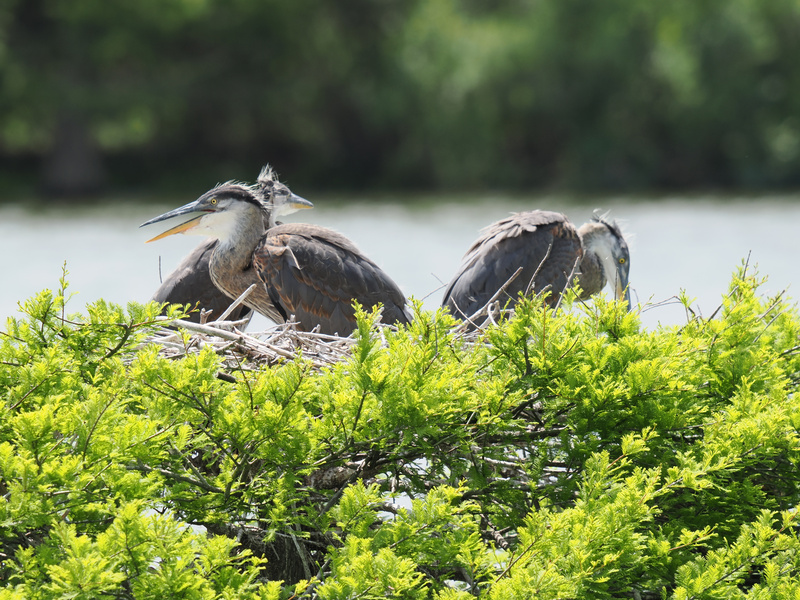 Ever seen a great blue heron brunch club? Nest goals: feathers ruffled, snacks shared, and gossip by the lake. We all need our squad to wing it through the week! Ever seen a great blue heron brunch club? Nest goals: feathers ruffled, snacks shared, and gossip by the lake. We all need our squad to wing it through the week!