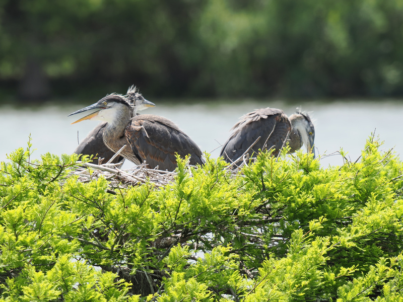 Nest hair, don’t care! These great blue herons are all about sibling hangouts and lazy river views. Family time never looked so feathery. Nest hair, don’t care! These great blue herons are all about sibling hangouts and lazy river views. Family time never looked so feathery.