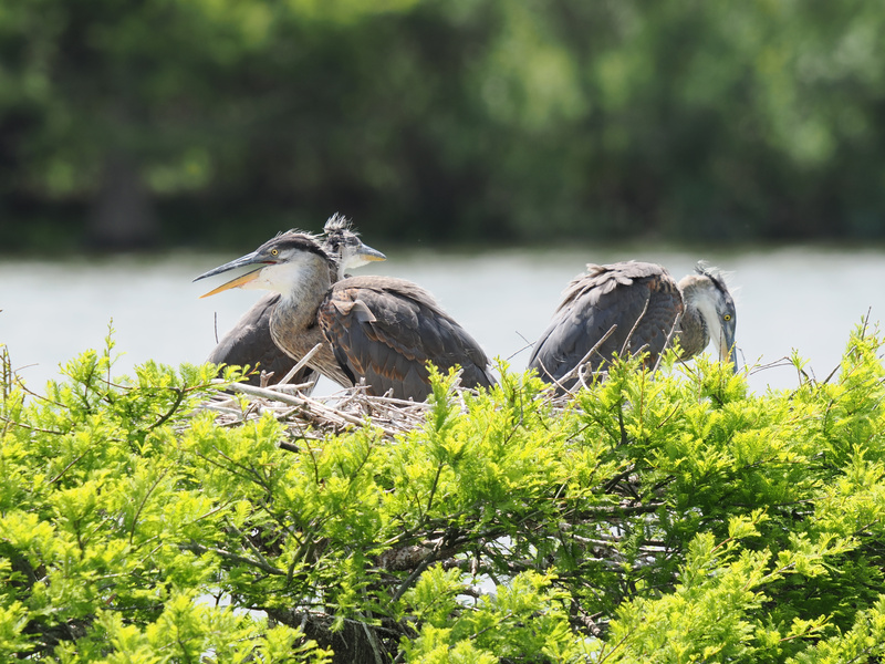 Ever seen a heron family meeting? These Great Blue Herons prove that sometimes, nesting together just means everyone faces a different direction! Ever seen a heron family meeting? These Great Blue Herons prove that sometimes, nesting together just means everyone faces a different direction!