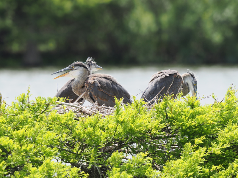 Nestflix and chill, anyone? These great blue herons have booked the best seats in the wetlands—front-row views, family drama, and endless snacks included. Nestflix and chill, anyone? These great blue herons have booked the best seats in the wetlands—front-row views, family drama, and endless snacks included.