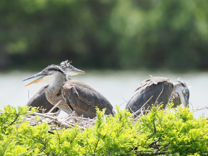 Sibling rivalry, but make it feathery. These young herons know that sharing a nest doesn’t always mean sharing the spotlight! Sibling rivalry, but make it feathery. These young herons know that sharing a nest doesn’t always mean sharing the spotlight!