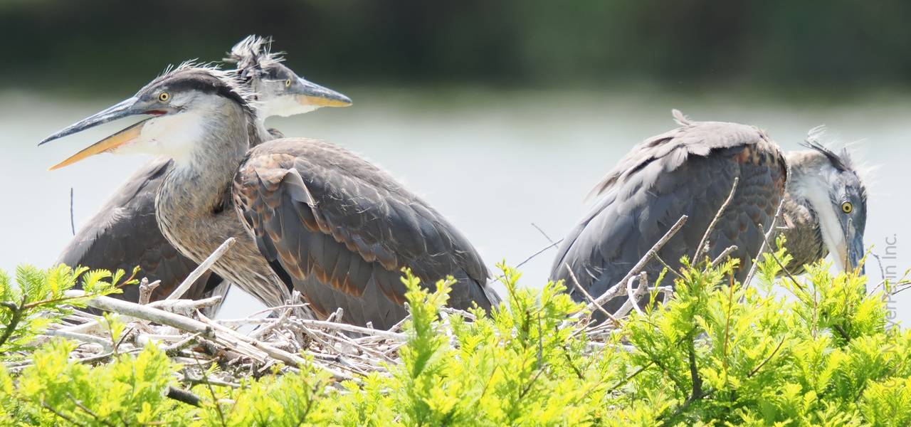 Three’s a crowd—unless you’re a young Great Blue Heron plotting your next snack. Nest hair, don’t care—this crew is ready for their close-up! Three’s a crowd—unless you’re a young Great Blue Heron plotting your next snack. Nest hair, don’t care—this crew is ready for their close-up!