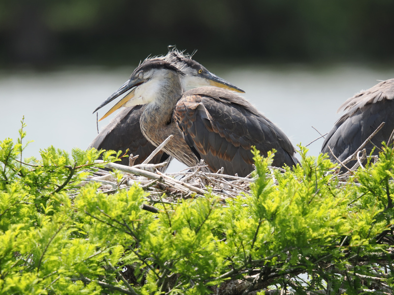 Sibling squabbles, but make it feathery. These young great blue herons prove that nest drama is just a part of growing up! Sibling squabbles, but make it feathery. These young great blue herons prove that nest drama is just a part of growing up!