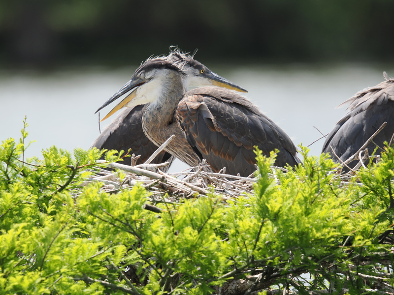 Double trouble? More like double the charm! These Great Blue Herons know teamwork makes the nest work—parenting style: expert level. Double trouble? More like double the charm! These Great Blue Herons know teamwork makes the nest work—parenting style: expert level.