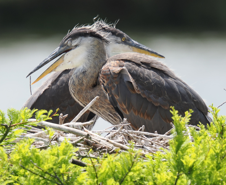 Caught in a nest of drama? These Great Blue Herons know the feeling—sometimes, you just need a little space and a lot of patience. Caught in a nest of drama? These Great Blue Herons know the feeling—sometimes, you just need a little space and a lot of patience.