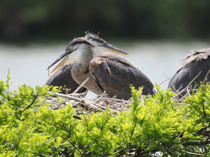 Ready for a little nest gossip? These great blue herons have the best seats in the house—no ticket required, just big wings and an appetite for life! Ready for a little nest gossip? These great blue herons have the best seats in the house—no ticket required, just big wings and an appetite for life!