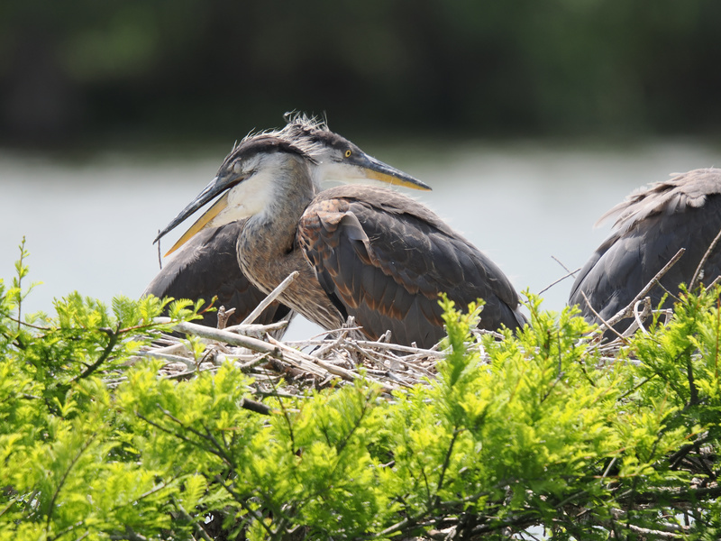 Double trouble in the nest! These great blue herons know sibling rivalry is best handled with a side of awkward hugs—and maybe a little elbow room. Double trouble in the nest! These great blue herons know sibling rivalry is best handled with a side of awkward hugs—and maybe a little elbow room.